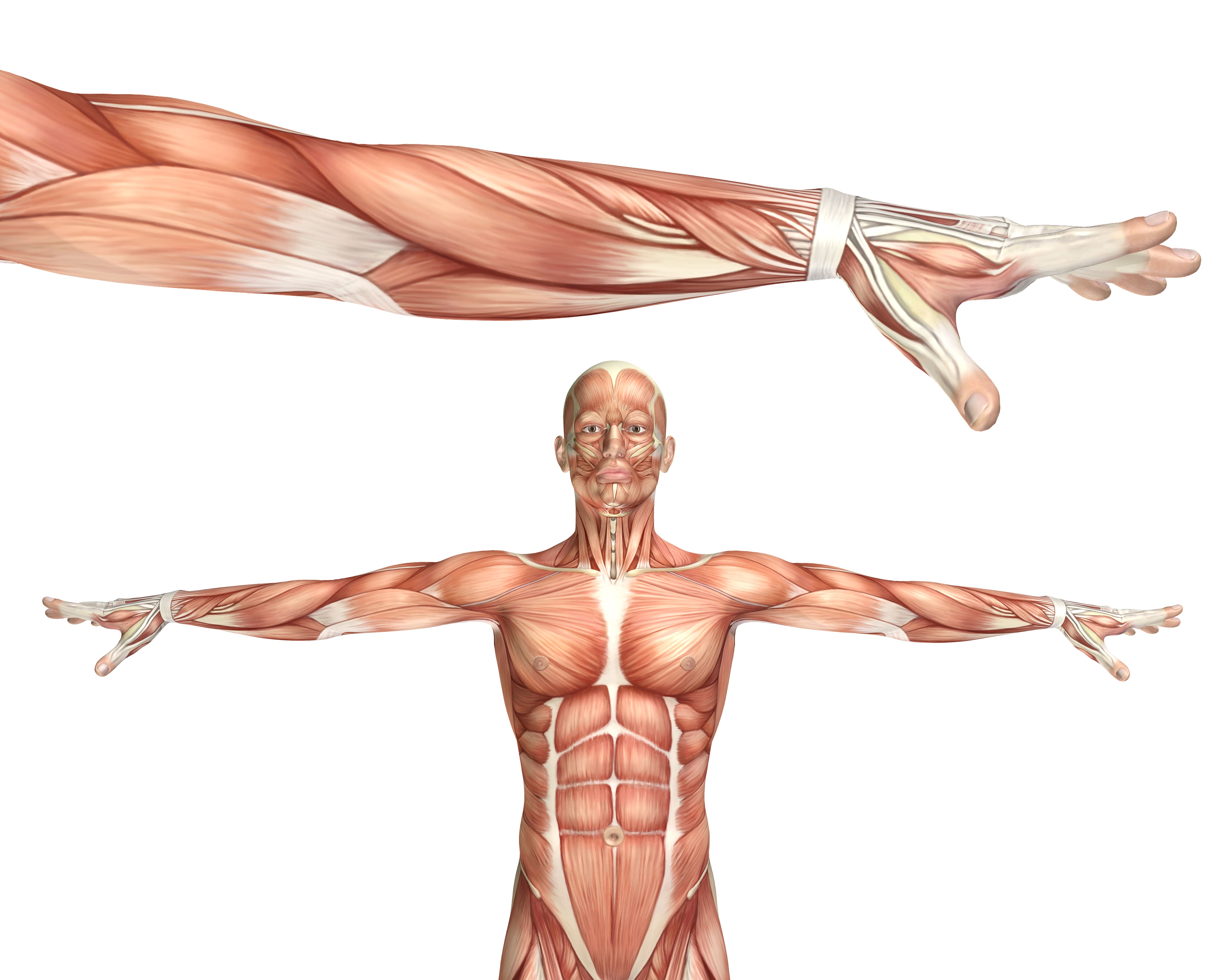 accelerate healing of the muscle tissues